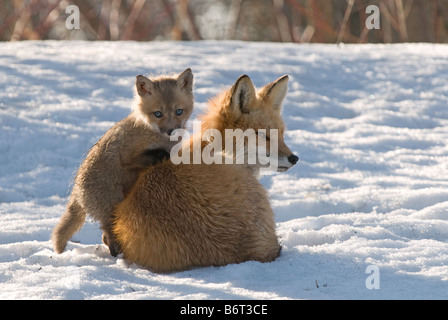 Red Fox (Vulpes vulpes vulpes). Avvolto a ricciolo femmina con cucciolo sulla neve Foto Stock