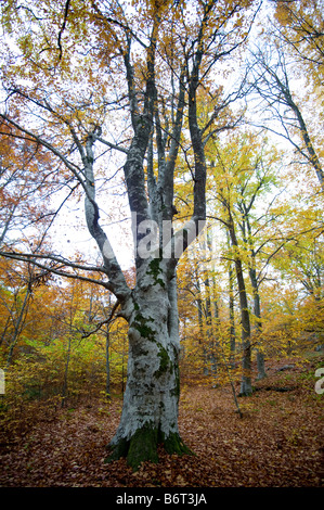 Faggeta in autunno Foto Stock