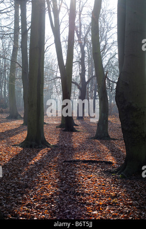 Faggi in inverno Elmbridge Surrey UK Foto Stock