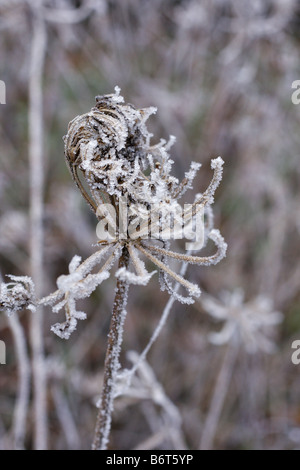 Trasformata per forte gradiente di brina sui SEEDHEADS selvatiche di carota Daucus carota Foto Stock