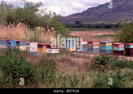 Alveari in un campo nella Okanagan Valley, BC, British Columbia, Canada - Apicoltura in legno Scatole di Bee Foto Stock