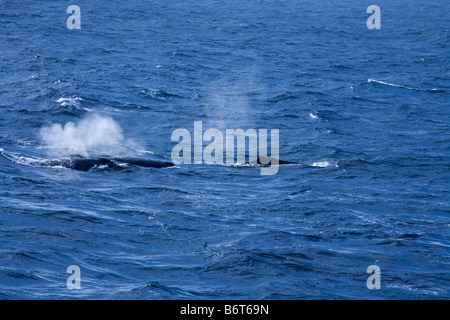 Le Balene Pilota soffiando Globicephala macrorhynchus Drake passaggio volo Oceano Meridionale Antartide Foto Stock