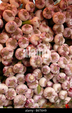 Un display di bulbi di aglio in una frutta mercato veg sul Quai St-Antoine a Lione in Francia. Foto Stock