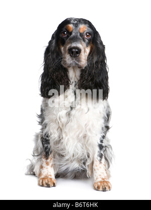 Cocker Spaniel 5anni davanti a uno sfondo bianco Foto Stock