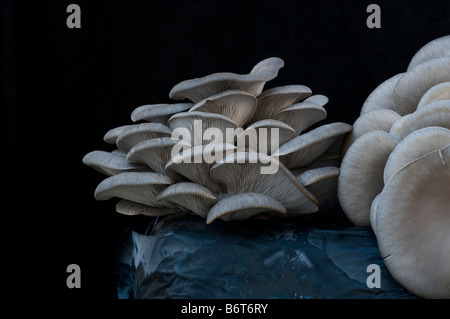 I funghi commestibili (Pleurotus Ostreatus) cresciuto in un sacchetto di compost Foto Stock