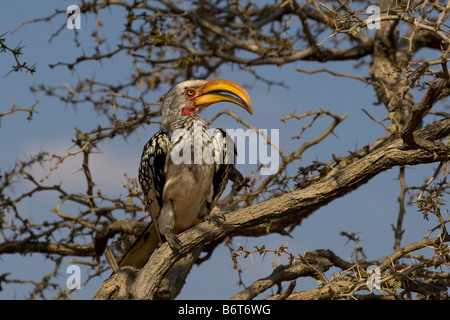 Southern Yellow-fatturati Hornbill, l'Okonjima, Namibia Foto Stock