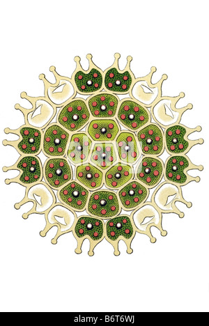 Melethallia / Gesellige Algetten, Fam Hydrodictyea / Hydrodictyaceae, nome Pediastrum, 14/ Pediastrum trochiscus Foto Stock