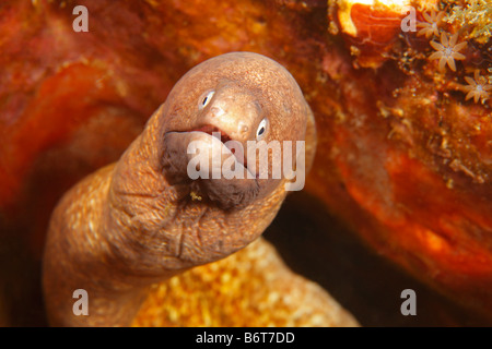 White eyed murena la siderea thysoidea riguardanti la fotocamera Foto Stock