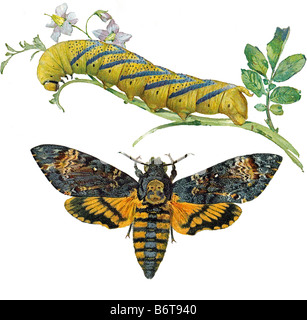 Illustrazione di una morte's-testa Hawkmoth come pienamente sviluppato e come un bruco Foto Stock