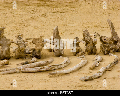 Dettaglio del fossile di scheletro di Dorudon Atrox whale, Wadi Al-Hitan (Valle delle Balene), Fayoum, Egitto Foto Stock