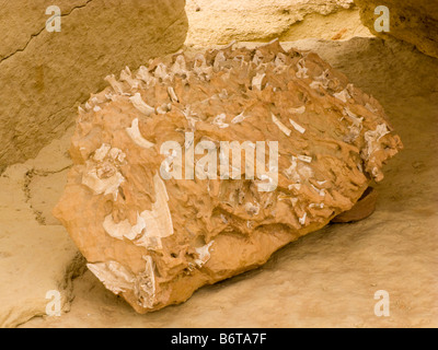 Fossile di dorso curvo di una baby balena Dorudon, Wadi Al-Hitan (Valle delle Balene), Fayoum, Egitto Foto Stock