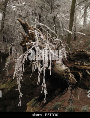 Radici smerigliato su un albero caduto nel torrente Wyming/Fox Hagg riserva naturale vicino a Sheffield Foto Stock