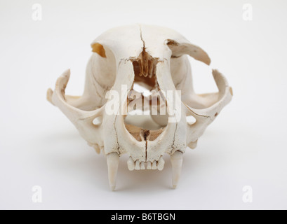 Vista ravvicinata di un felino cat cranio su sfondo bianco Foto Stock