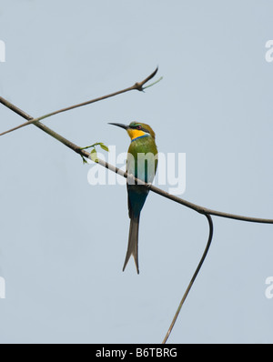 Swallow tailed Bee eater Merops hirundineus selvatica Foto Stock