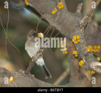 Bulbul comune Pycnonotus barbatus selvatica Foto Stock