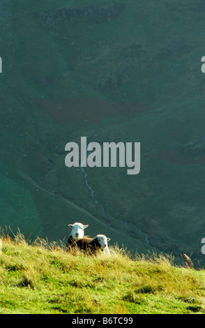 Pecora su una collina Cumbria il Lake District Cumbria Inghilterra England Regno Unito Foto Stock