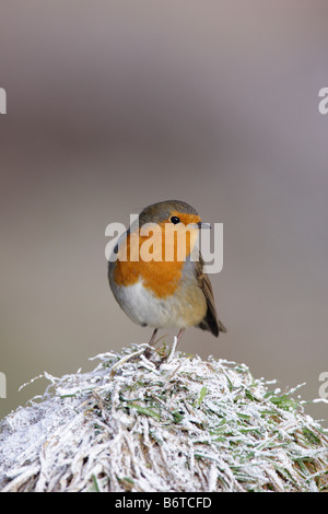 Robin Erithacus rubecula su frosty erba Potton Bedfordshire Foto Stock