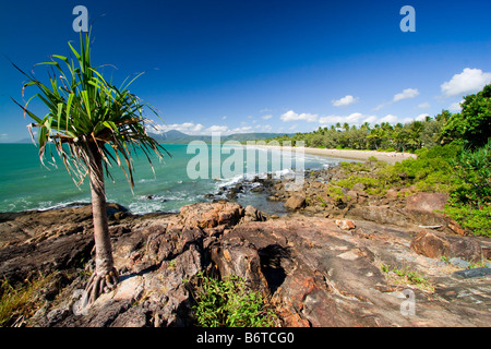 Un lone pandanus Palm tree sorge sul promontorio della Spiaggia di Four Mile, Queensland, Australia Foto Stock