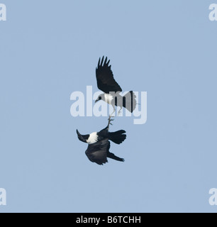 Pied Crow Corvus albus giocando Foto Stock