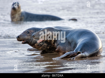 Le foche grigie, Halichoerus Gryphus, lotta contro il territorio Foto Stock