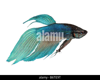 Blu Siamese fighting fish Betta splendens davanti a uno sfondo bianco Foto Stock