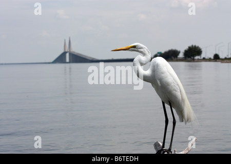 Garzetta appollaiate sul log sulla baia di Tampa con Sunshine Skyway bridge in background Foto Stock