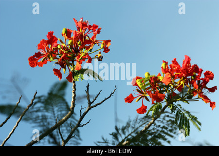 Fiamma fiori di Bush in Florida del Sud Foto Stock