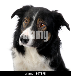 Chiudere su un Border Collie Razza 2 5 anni davanti a uno sfondo bianco Foto Stock