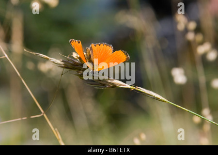 Butterfly mettere su una foglia, ali aperte Foto Stock