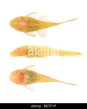 Folte naso Goldspot Ancistrus Albino davanti a uno sfondo bianco Foto Stock