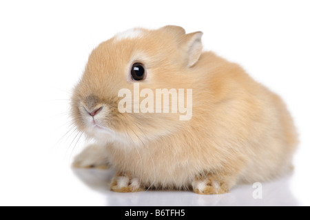 Coniglio bambino davanti a uno sfondo bianco Foto Stock