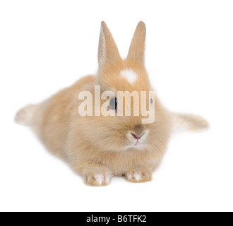 Coniglio bambino davanti a uno sfondo bianco Foto Stock