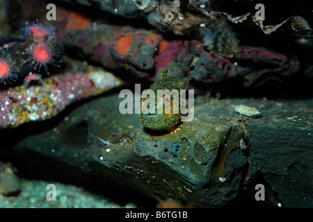 Pacifico lumpsucker spinoso Eumicrotremus orbis captive Foto Stock