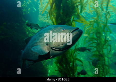 Cernia Broomtail Mycteroperca xenarcha captive Foto Stock