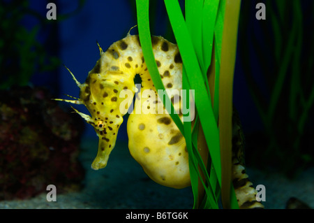 Vaso panciuto seahorse Hippocampus abdominalis captive Foto Stock