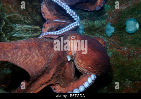 Pacifico gigante octopus enteroctopus dofleini captive Foto Stock