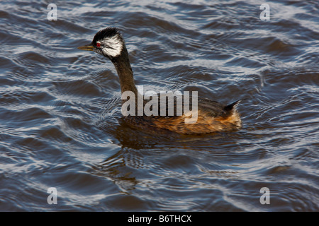 Bianco svasso Tufted nel lago sul isola di ghiaia Foto Stock