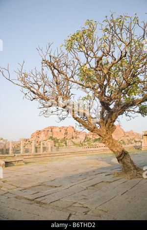 Albero con le antiche rovine di colonne in background, Hampi Bazaar, Hampi, Karnataka, India Foto Stock