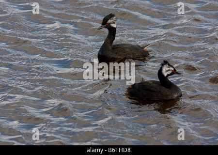 Bianco svasso Tufted nel lago sul isola di ghiaia Foto Stock