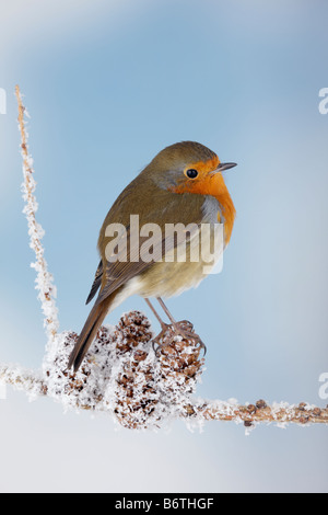 Robin Erithacus rubecula su frosty ramoscello Potton Bedfordshire Foto Stock