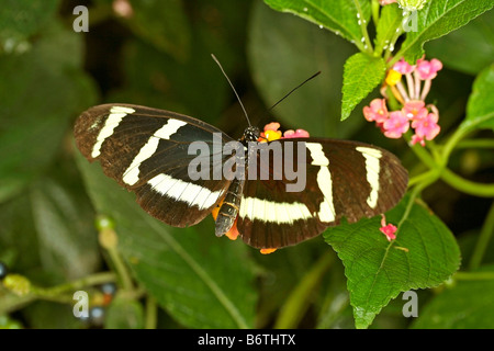 Heliconian Heliconius sp Foto Stock