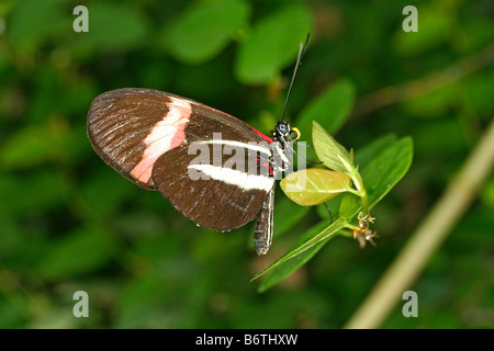 Heliconian Heliconius sp Foto Stock