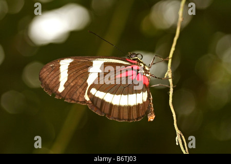 Heliconian Heliconius sp Foto Stock