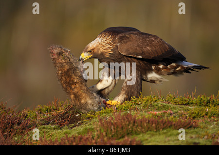 Golden Eagle tirando in corrispondenza di una lepre uccidere su un lato della montagna in inverno in Norvegia Foto Stock