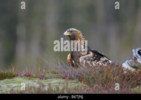 Golden Eagle seduto in heather in inverno su un lato montagna in Norvegia Foto Stock