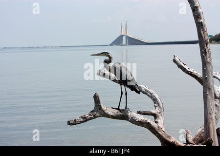 Heron sul ramo affacciato sulla Baia di Tampa e Sunshine Skyway bridge Foto Stock