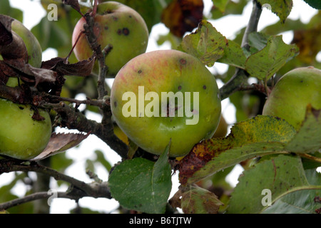 Raccolto di bramley la cottura di mele Foto Stock