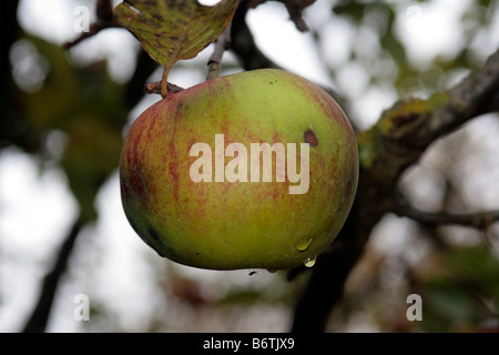 Mature Bramley Apple Foto Stock