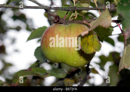 Single mature bramley apple Foto Stock