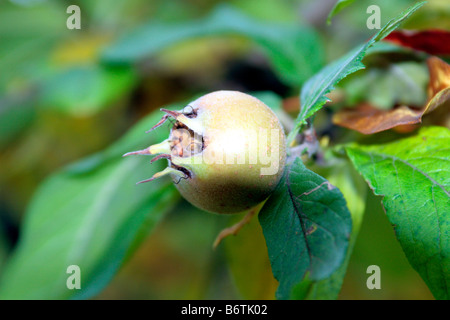 Medlers i termini "Mespilus germanica" Foto Stock